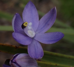Thelymitra alpina