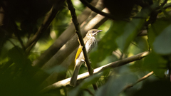 Territornis reticulata
