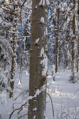 Fomitiporia hartigii