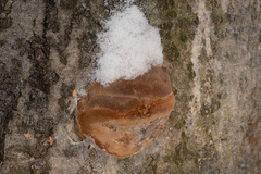 Fomitiporia hartigii