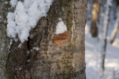 Fomitiporia hartigii