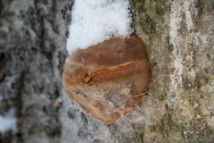 Fomitiporia hartigii