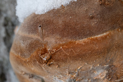 Fomitiporia hartigii