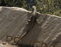 Microlophus peruvianus