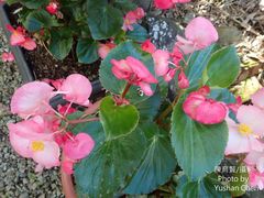 Begonia cucullata hookeri