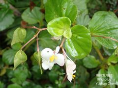 Begonia cucullata hookeri