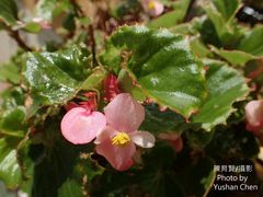 Begonia cucullata hookeri