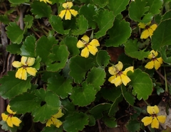 Goodenia hederacea alpestris