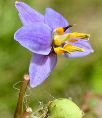 Dianella longifolia longifolia