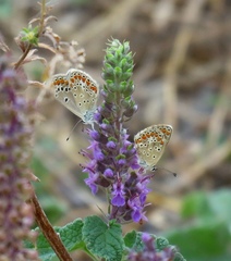 Teucrium hircanicum