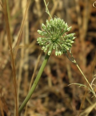 Allium dictyoprasum
