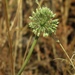 Allium dictyoprasum - Photo (c) Alenka Mihoric, algunos derechos reservados (CC BY-NC), subido por Alenka Mihoric
