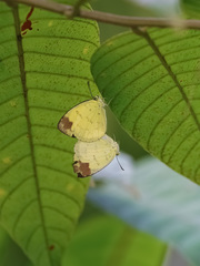 Eurema simulatrix