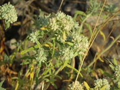 Teucrium polium