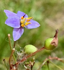 Dianella longifolia longifolia