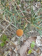 Banksia sphaerocarpa