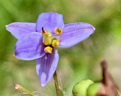 Dianella longifolia longifolia