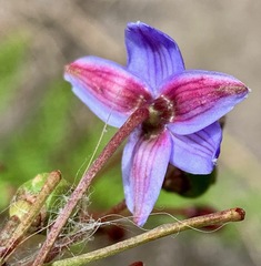 Dianella longifolia longifolia