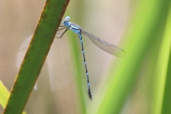 Austrolestes minjerriba