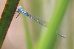 Austrolestes minjerriba