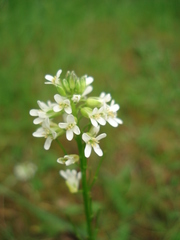 Arabis sagittata