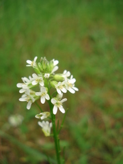 Arabis sagittata