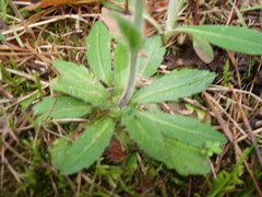 Arabis sagittata