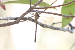 Austrocordulia refracta