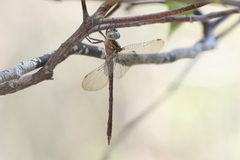 Austrocordulia refracta