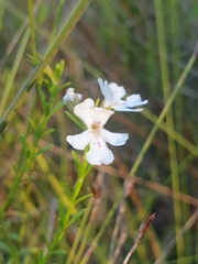 Westringia tenuicaulis