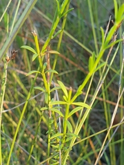 Westringia tenuicaulis