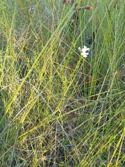 Westringia tenuicaulis