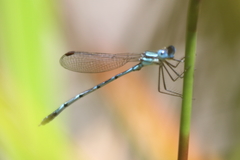Austrolestes minjerriba