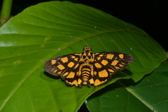 Odina cuneiformis