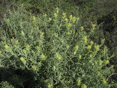 Castilleja grisea