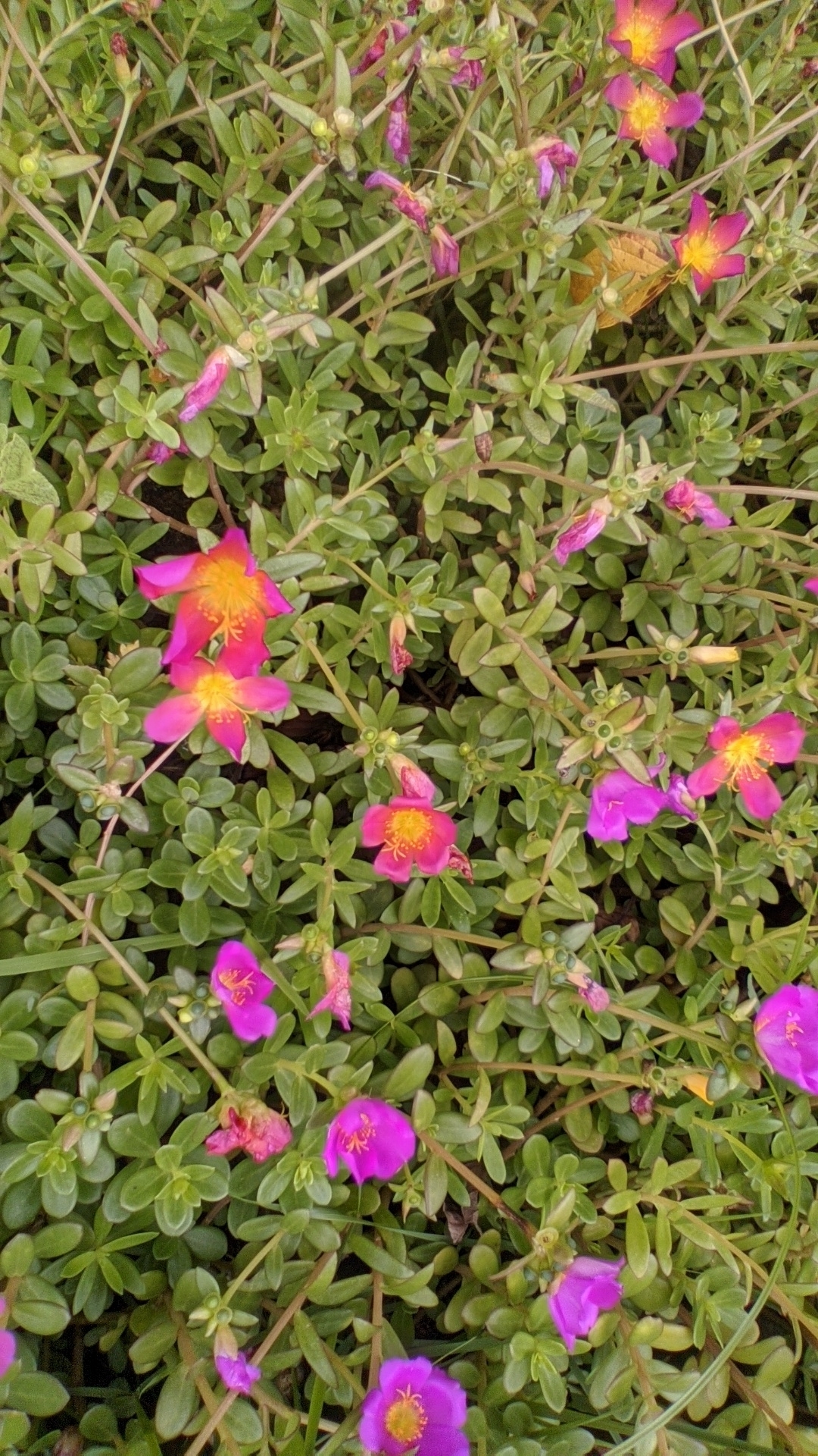 Portulaca umbraticola