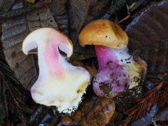 Cortinarius lilaciotinctus