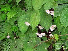 Begonia pinglinensis