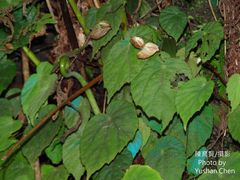 Begonia pinglinensis