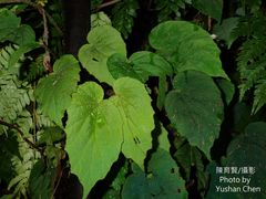 Begonia pinglinensis