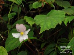 Begonia pinglinensis