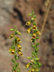 Digitalis nervosa