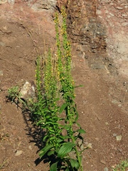 Digitalis nervosa