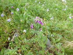 Vicia alpestris