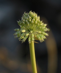 Allium dictyoprasum