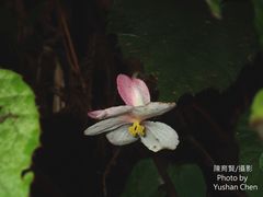 Begonia pinglinensis