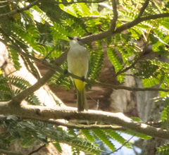 Pachycephala orpheus