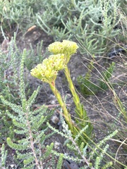 Crassula flava