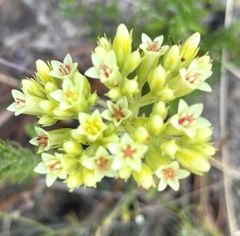 Crassula flava