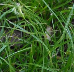 Carex inversa